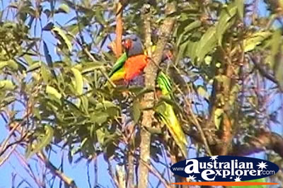 Rainbow Lorikeets in Trees . . . CLICK TO VIEW ALL RAINBOW LORIKEETS POSTCARDS