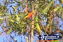 Rainbow Lorikeets . . . CLICK TO ENLARGE