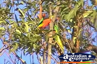Rainbow Lorikeets in Trees . . . CLICK TO ENLARGE