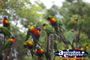 Cluster of Lorikeets . . . CLICK TO ENLARGE