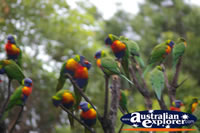 Cluster of Lorikeets . . . CLICK TO ENLARGE