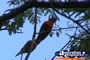Rainbow Lorikeets . . . CLICK TO ENLARGE