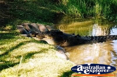 Saltwater Crocodile in Water . . . CLICK TO VIEW ALL SALTWATER CROCODILES (MORE) POSTCARDS