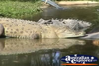 Saltwater Crocodile . . . CLICK TO ENLARGE