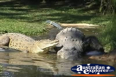 Two Saltwater Crocodiles . . . CLICK TO VIEW ALL SALTWATER CROCODILES (MORE) POSTCARDS