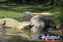 Two Saltwater Crocodiles