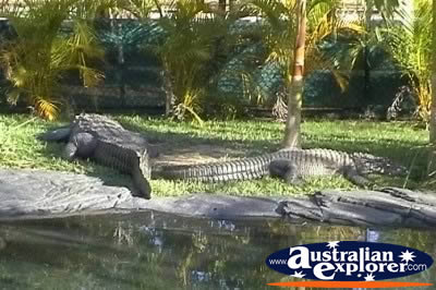 Saltwater Crocodiles on Land . . . CLICK TO VIEW ALL SALTWATER CROCODILES (MORE) POSTCARDS
