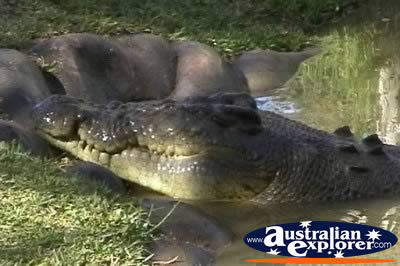 Saltwater Crocodile . . . CLICK TO VIEW ALL SALTWATER CROCODILES POSTCARDS