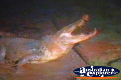 Saltwater Crocodile . . . CLICK TO VIEW ALL SALTWATER CROCODILES POSTCARDS