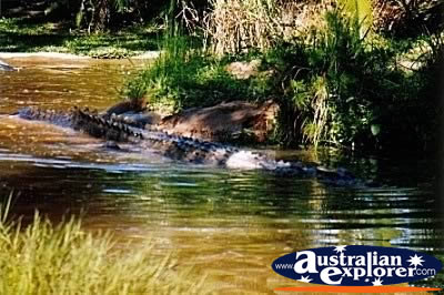 Saltwater Crocodile Swimming in Water . . . CLICK TO VIEW ALL SALTWATER CROCODILES (MORE) POSTCARDS