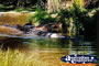 Saltwater Crocodile Swimming in Water