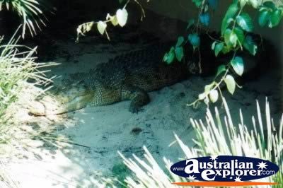 Saltwater Crocodile in Shade . . . CLICK TO VIEW ALL SALTWATER CROCODILES (MORE) POSTCARDS