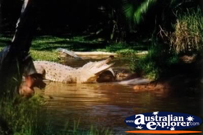 Bathing in the Sun Saltwater Crocodile . . . CLICK TO VIEW ALL SALTWATER CROCODILES (MORE) POSTCARDS