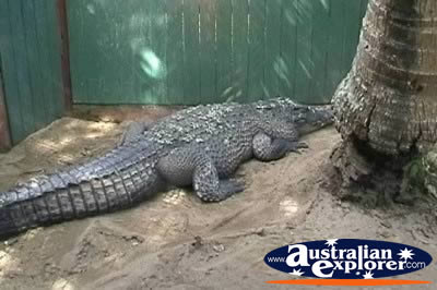 Saltwater Crocodile Near Tree at Marineland Melanesia . . . CLICK TO VIEW ALL SALTWATER CROCODILES (MORE) POSTCARDS
