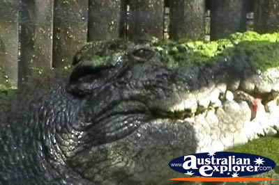 Saltwater Crocodile Marineland Melanesia Cassius . . . VIEW ALL SALTWATER CROCODILES PHOTOGRAPHS