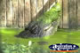 Saltwater Crocodile in Water Marineland Melanesia Cassius . . . CLICK TO ENLARGE