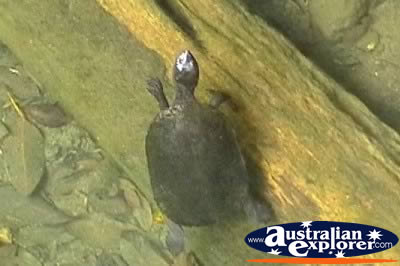 Sawshell Tortoise . . . VIEW ALL TURTLES PHOTOGRAPHS