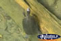 Sawshell Tortoise . . . CLICK TO ENLARGE
