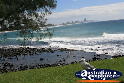 Seagull at Burleigh . . . VIEW ALL SEAGULL PHOTOGRAPHS