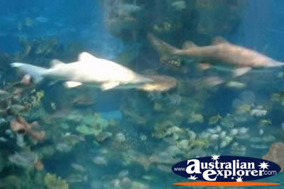 Shark . . . CLICK TO VIEW ALL TURTLES POSTCARDS
