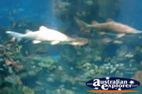Small Sharks in Water . . . CLICK TO ENLARGE