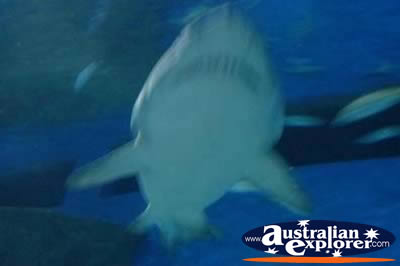 Shark . . . VIEW ALL TURTLES PHOTOGRAPHS