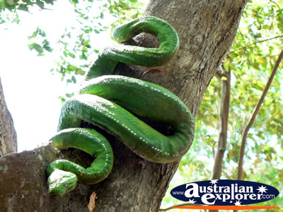 Large Snake in a tree . . . CLICK TO VIEW ALL SNAKES POSTCARDS