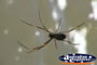 Spider . . . CLICK TO ENLARGE