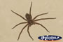 Brown Spider . . . CLICK TO ENLARGE