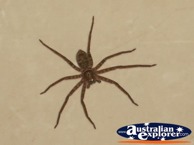 Close up of Spider . . . CLICK TO VIEW ALL SPIDERS POSTCARDS