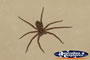 Close up of Spider . . . CLICK TO ENLARGE