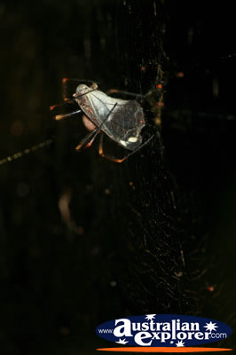 Mouth in Web . . . VIEW ALL SPIDERS PHOTOGRAPHS