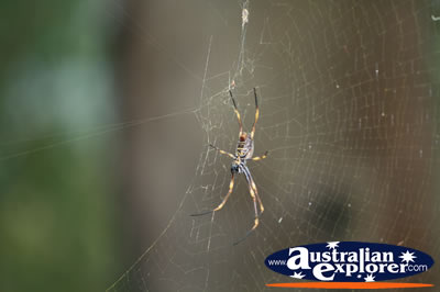 Garden Spider . . . CLICK TO VIEW ALL SPIDERS POSTCARDS