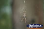 Garden Spider . . . CLICK TO ENLARGE