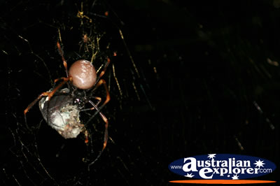 Garden Spider in Web . . . CLICK TO VIEW ALL SPIDERS POSTCARDS