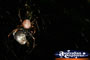 Garden Spider in Web . . . CLICK TO ENLARGE