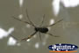 Spider in Web . . . CLICK TO ENLARGE