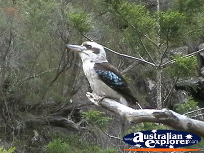 Tamborine Mountain Kookaburra . . . VIEW ALL LAUGHING KOOKABURRAS PHOTOGRAPHS