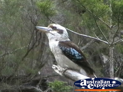 Tamborine Mountain Kookaburra . . . CLICK TO VIEW ALL LAUGHING KOOKABURRAS POSTCARDS