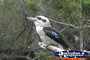 Tamborine Mountain Kookaburra . . . CLICK TO ENLARGE