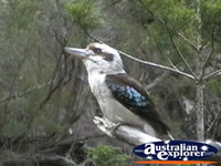Kookaburra in Tamborine Mountain . . . CLICK TO ENLARGE