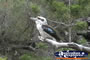 Tamborine Mountain Kookaburra . . . CLICK TO ENLARGE