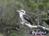 Tamborine Mountain Kookaburra . . . CLICK TO ENLARGE