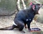 Tasmanian Devil . . . CLICK TO ENLARGE
