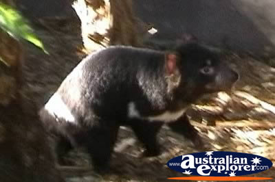 Tasmanian Devil . . . CLICK TO VIEW ALL TASMANIAN DEVILS POSTCARDS