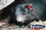 Tasmanian Devil . . . CLICK TO ENLARGE