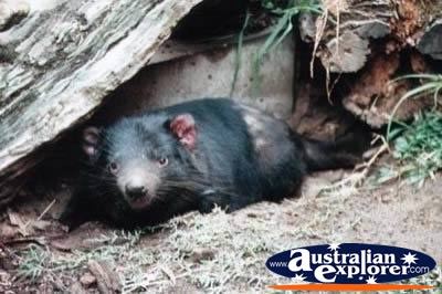 Tasmanian Devil Under Log . . . CLICK TO VIEW ALL TASMANIAN DEVILS POSTCARDS
