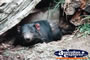 Tasmanian Devil . . . CLICK TO ENLARGE