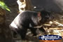 Tasmanian Devil . . . CLICK TO ENLARGE