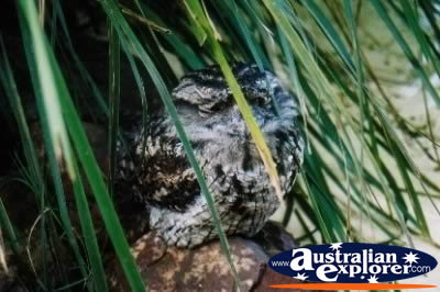 Tawny Frogmouth Perched on Rock . . . VIEW ALL WEDGE TAILED EAGLES PHOTOGRAPHS